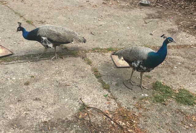 Image 2 of Peacocks Peahens Peafowl for sale. Peacock Peanen 1yr old