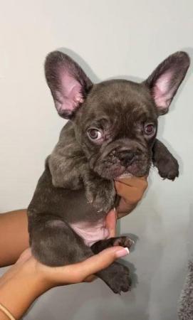 Image 1 of French Bulldog Puppies ready to go now