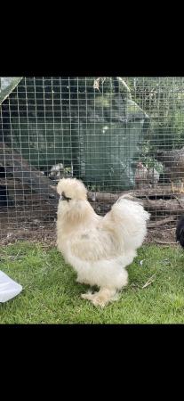 Image 2 of Silky cockerel,he is 6 months old.A lovely young boy but sur