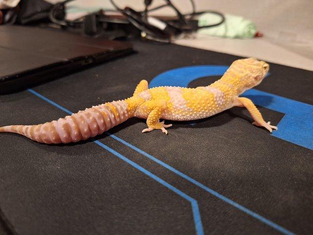 Preview of the first image of 1 year old leopard printgecko with all sets and tank.