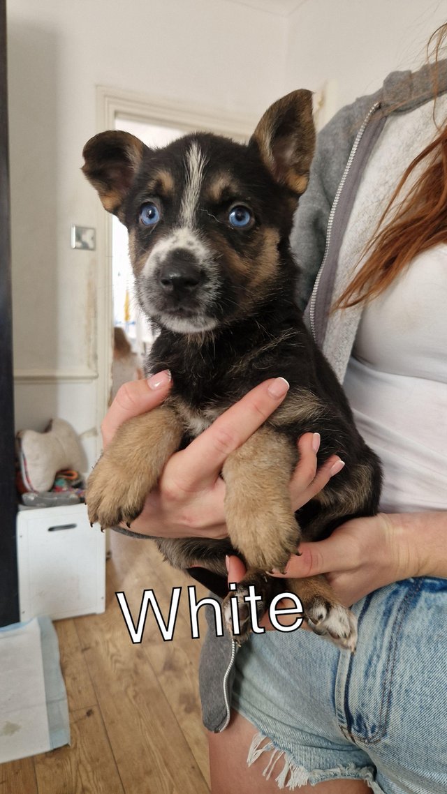 Preview of the first image of Beautiful Gsd x puppies (rare colour).