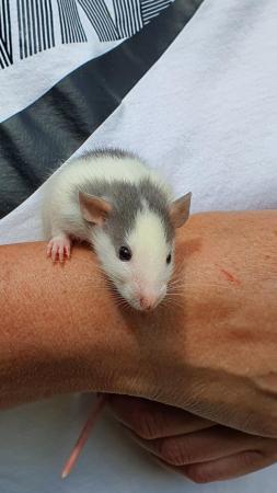 Image 3 of Dumbo Rat only one baby left