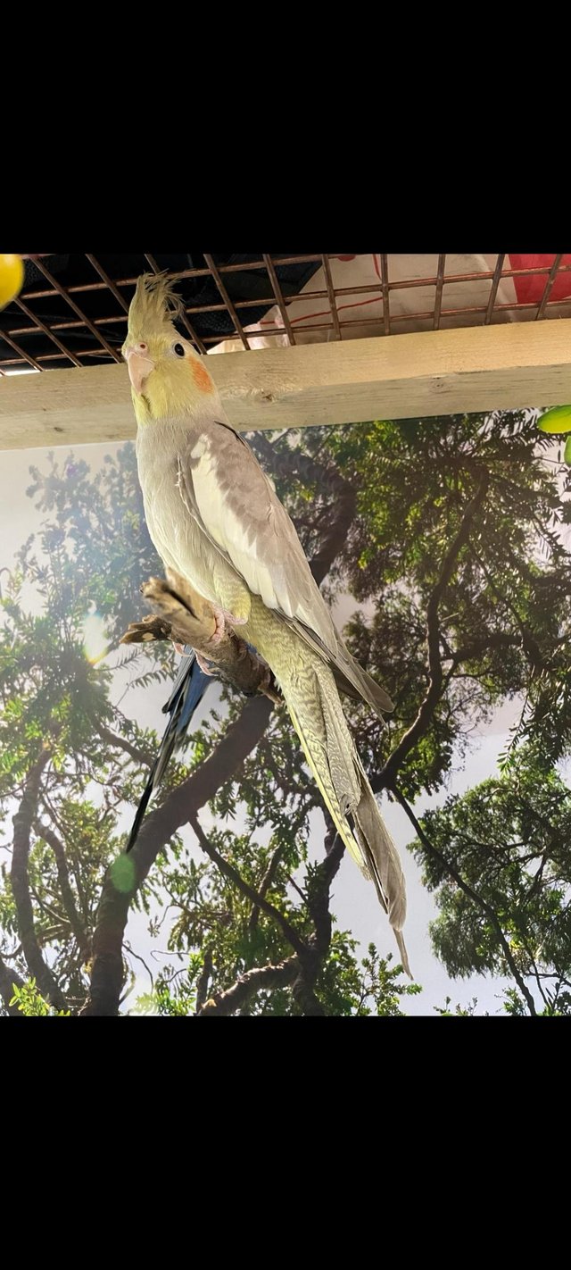 Preview of the first image of 7 month old cockatiel for sale.