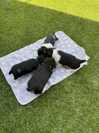 Image 1 of Jack Russell puppies ** two boys left**