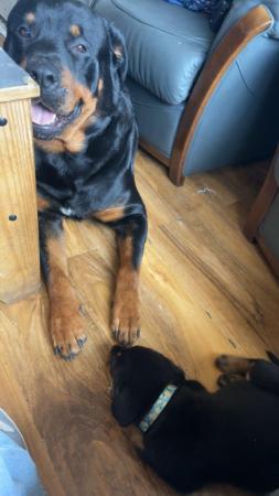 Image 8 of Rottweiler pup looking for her forever home
