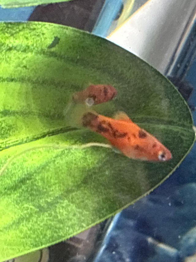 Preview of the first image of Tropical fish babies for sale.