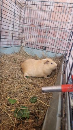 Image 1 of Male Guinea pig looking for a home