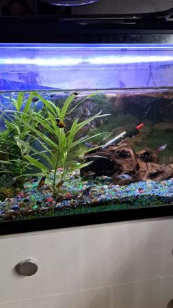 Image 7 of Platies, mollies and Angel fish for sale