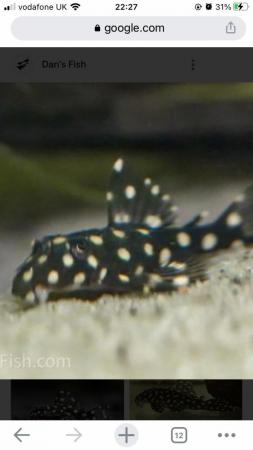 Image 3 of L471 Dwarf Snowball Pleco. VERY HARD TO FIND.