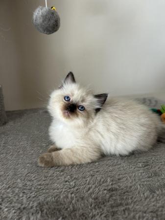 Image 14 of Seal and Lynx GCCF Registered Ragdoll Kittens