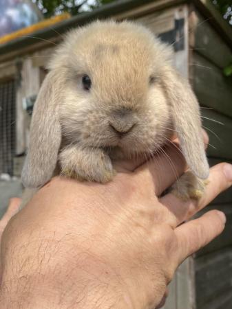 Image 3 of Mini lop baby rabbits **ready now**