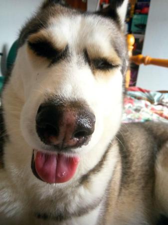 Image 4 of Amost three years old husky, female for sale to a good home