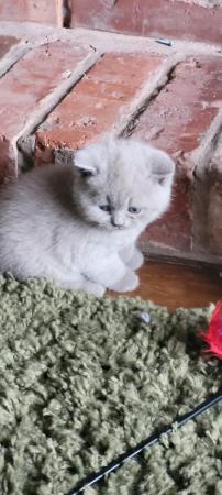 Image 4 of Gccf registered lilac British Shorthair kittens