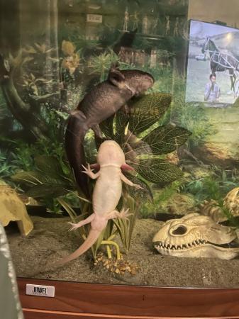 Image 2 of 2 axolotls and tank plus accessories