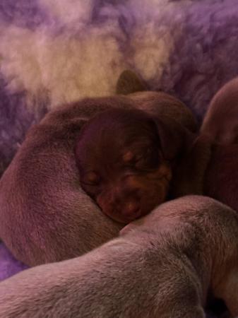 Image 1 of Isabella Tan and chocolate tan miniature dachshund pups