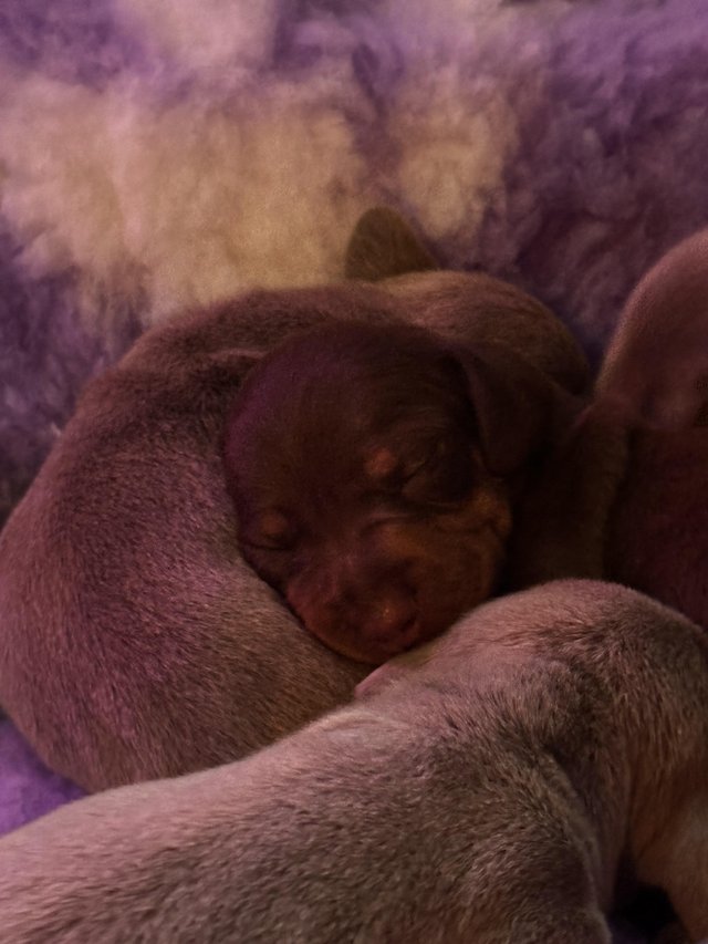 Preview of the first image of Isabella Tan and chocolate tan miniature dachshund pups.