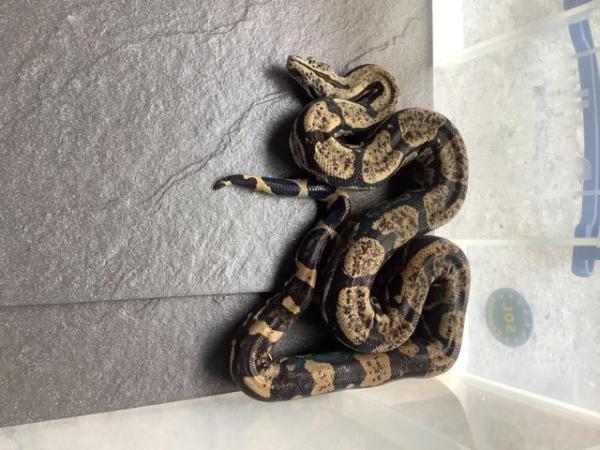 Image 5 of 3year old male Peruvian long tail boa constrictor