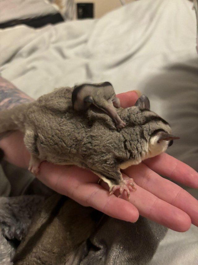 Preview of the first image of Sugar Glider babies, poss white face SPC.