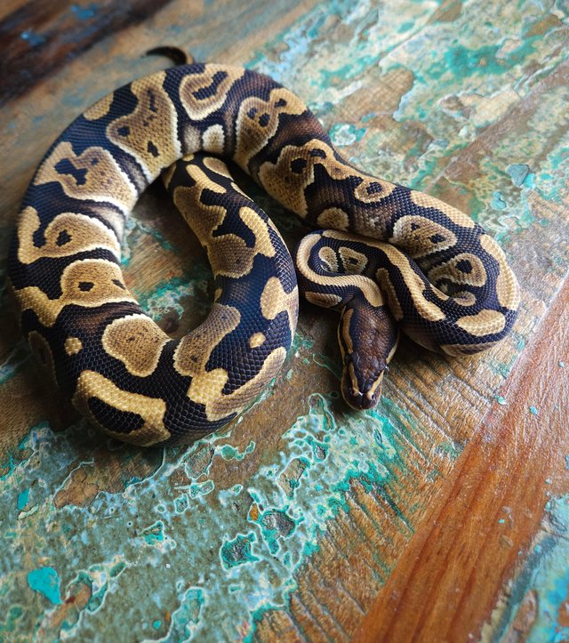 Preview of the first image of Chocolate Het Clown 1.0 Ball Python.