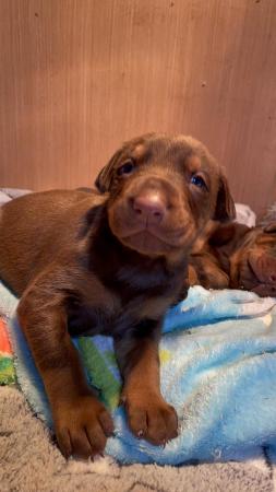 Image 6 of SOLD Beautiful Doberman puppies READY 11th MAY