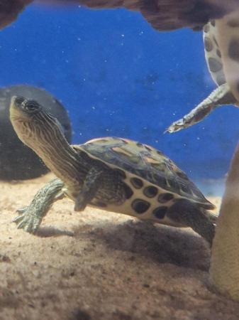Image 1 of X River Cooter or Musk Turtles Available X