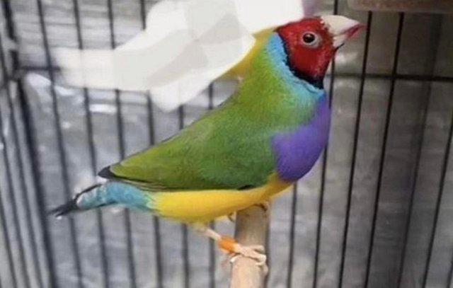 Image 4 of Sold Gouldian Finches Male 14 months old no more available