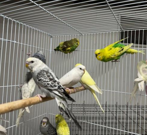 Image 5 of Beautiful Baby Budgies for sale
