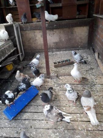 Image 5 of 2-6 months Tumbler pigeon for sale