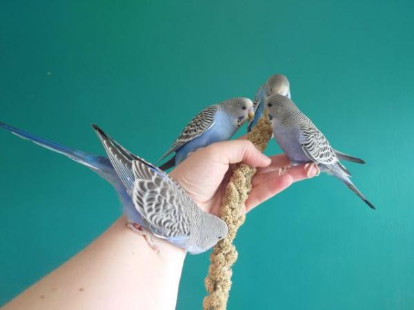 Image 1 of Hand reared silly tame baby budgie for sale