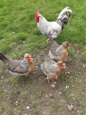 Image 5 of Hatching EggsCream Legbar Chickens