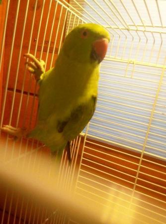 Image 3 of Indian ringneck parrot for sale