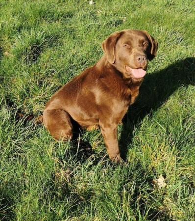 Image 8 of Chocolate labrador puppies for sale