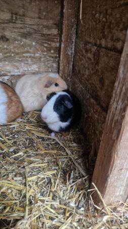 Image 5 of 3 stunning guineapig looking for new homes