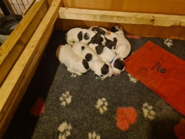 Image 1 of FTCh Sired working English Springer Spaniel puppies
