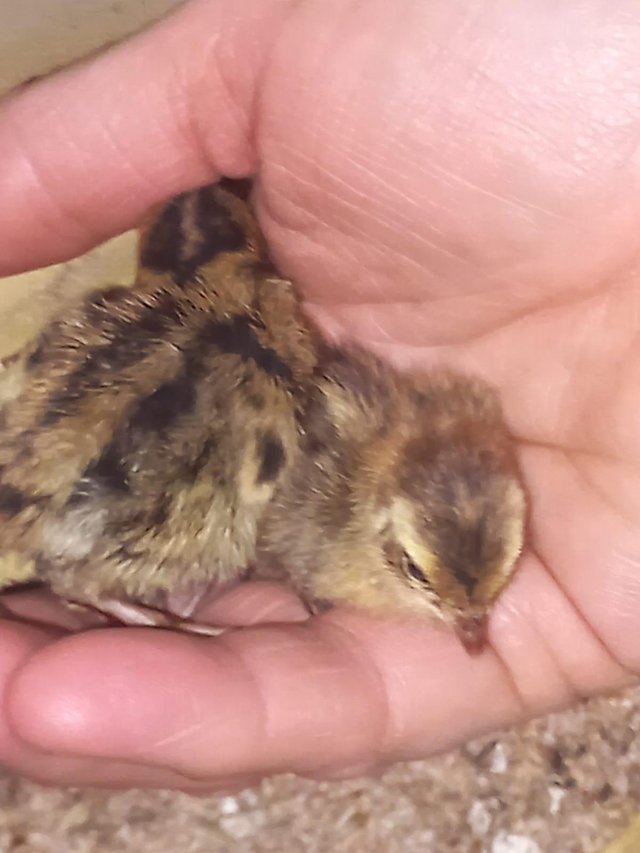 Preview of the first image of Japenese Coturnix Quail.