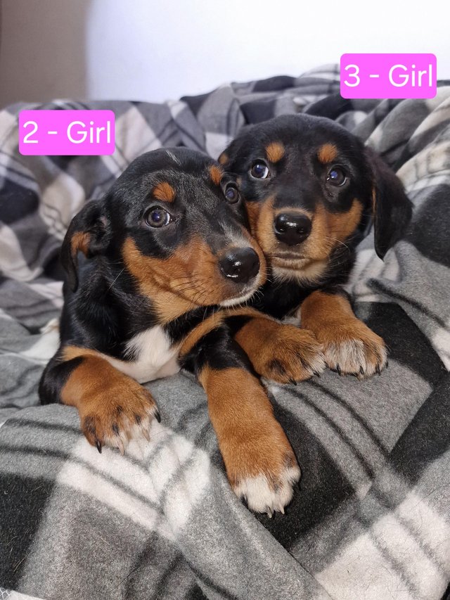 Preview of the first image of * ALL SOLD*  Beautiful dachshund x collie.