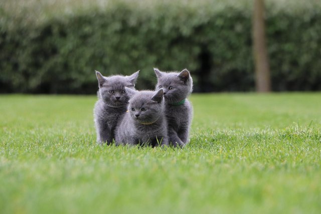 Image 2 of British Blue Kittens for sale
