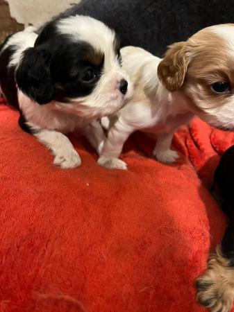 Image 3 of Cavalier King Charles Spaniel puppies
