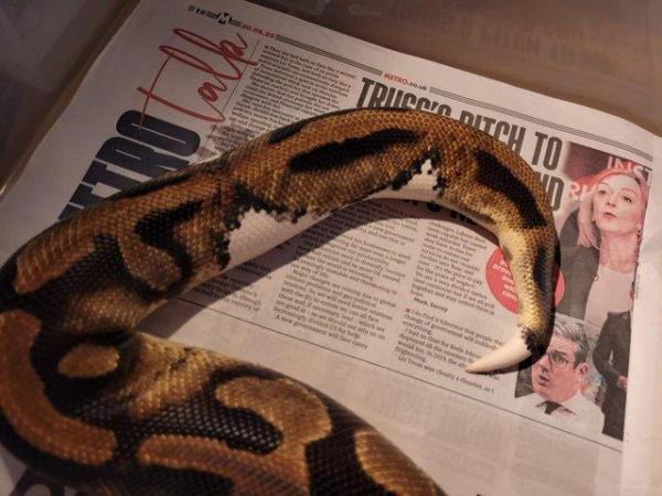 Image 8 of Breeding Size Royal Python Morphs collection (M/F) for sale