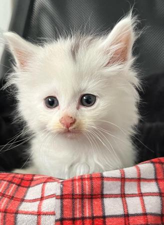 Image 1 of Maincoon x Turkish angora kittens for sale