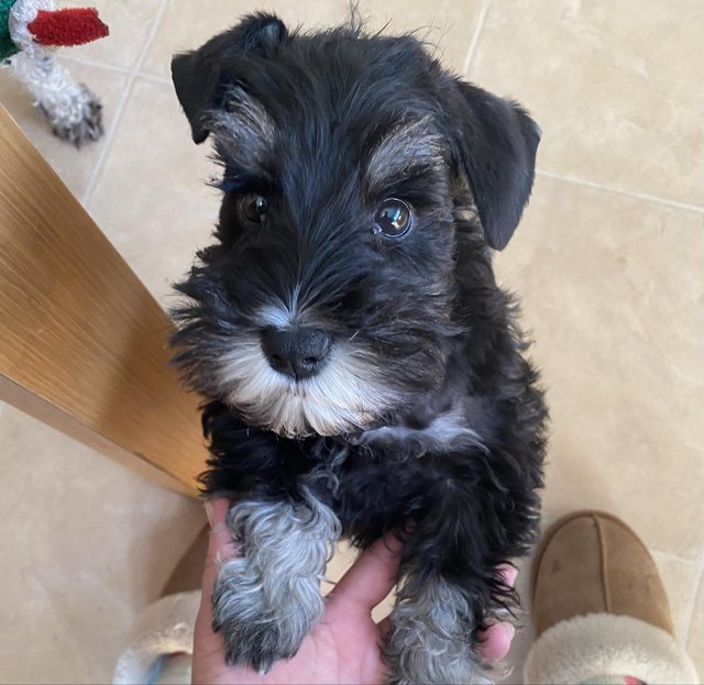 Preview of the first image of 12 weeks old miniature schnauzer puppy bitch.