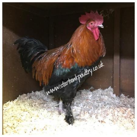 Image 4 of *POULTRY FOR SALE,EGGS,CHICKS,GROWERS,POL PULLETS*