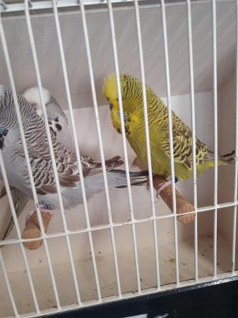 Image 4 of Male Budgies available for pet
