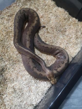 Image 5 of Female ball pythons for sale ready now