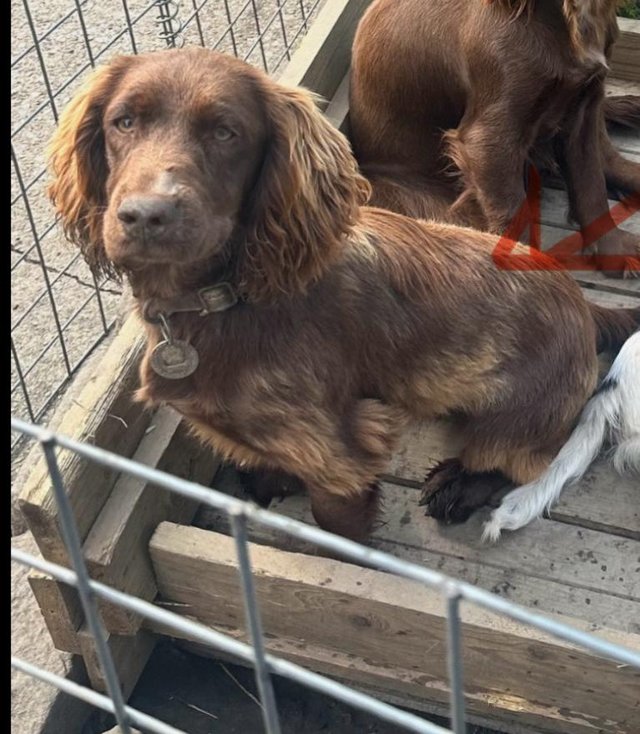 Preview of the first image of Female cocker spaniel for sale.