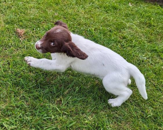 Image 13 of sprocker for sale from loving home