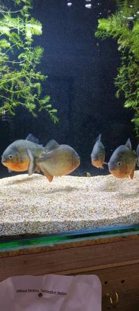 Image 1 of Red belly piranhas fish