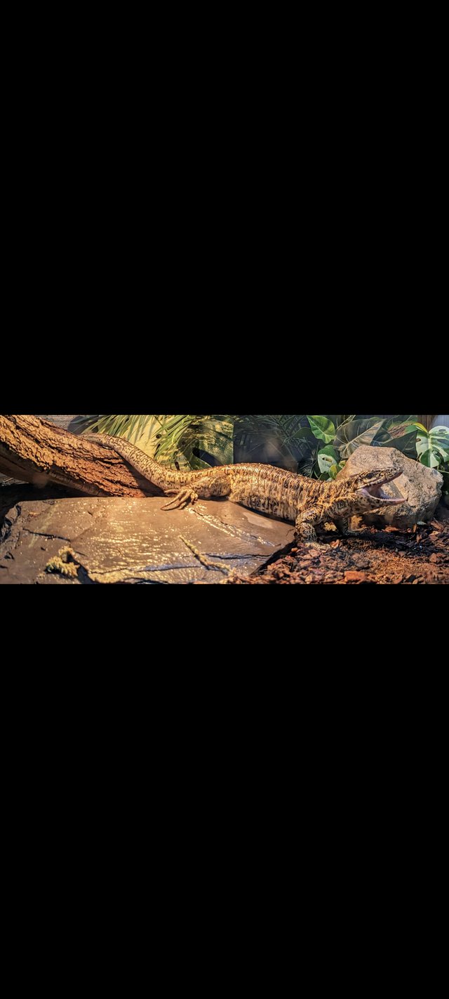 Preview of the first image of Female Columbian Tegu Golden.