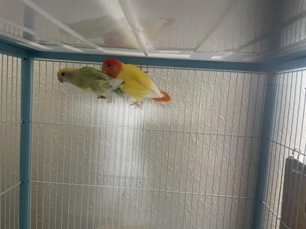 Image 3 of Pair of love birds with cage for sale