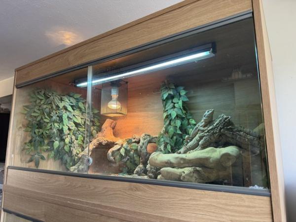 Image 3 of Bearded dragon Zero (silver) full setup included